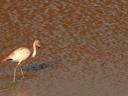 Flamingo.
